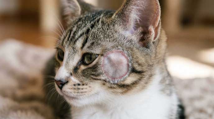 Cat skin conditions pictures ringworm dermatophytosis circular bald patch zoonotic contagious example