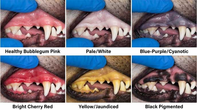 Dog gum color chart showing healthy pink vs pale, blue, red, yellow, black gum variations