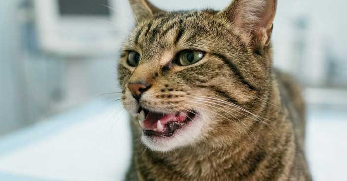 Cat with severe stomatitis showing bright red inflamed gums and mouth