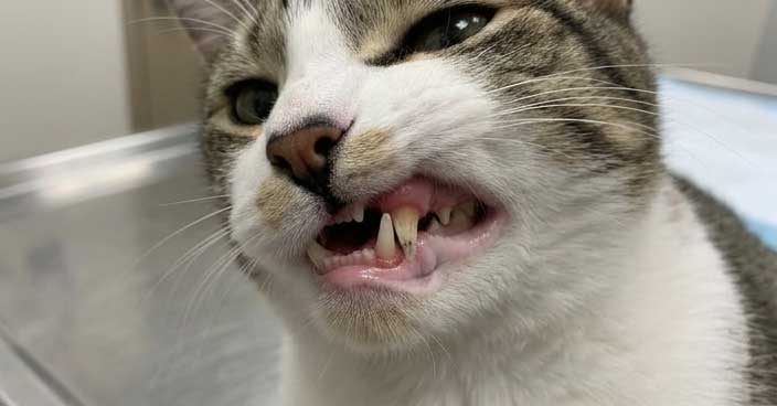 Cat showing signs of feline tooth resorption with red gum line at tooth base