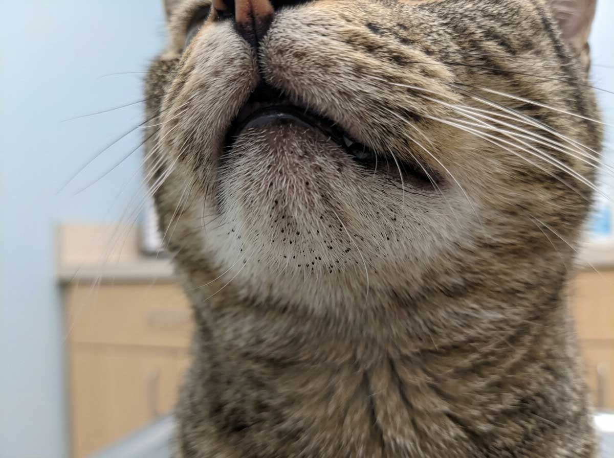 Cat chin with mild acne showing black specks (comedones) clustered on the lower chin