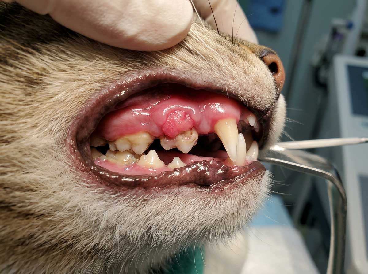 Cat with broken fractured canine tooth