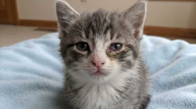 Kitten with eye discharge from herpesvirus or upper respiratory infection