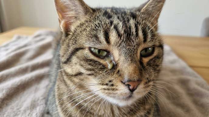 Cat with eye infection showing yellow-green discharge and squinting