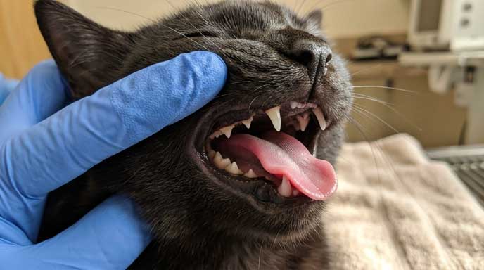 Cat with naturally pigmented black gums using tongue as color triage alternative