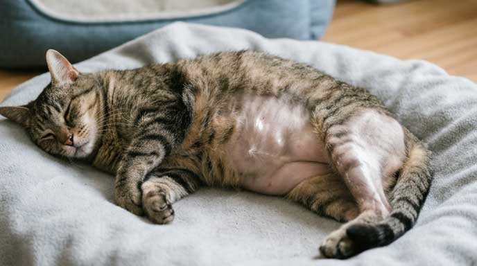Cat showing bilateral hair loss on belly and inner thighs with psychogenic or paraneoplastic pattern