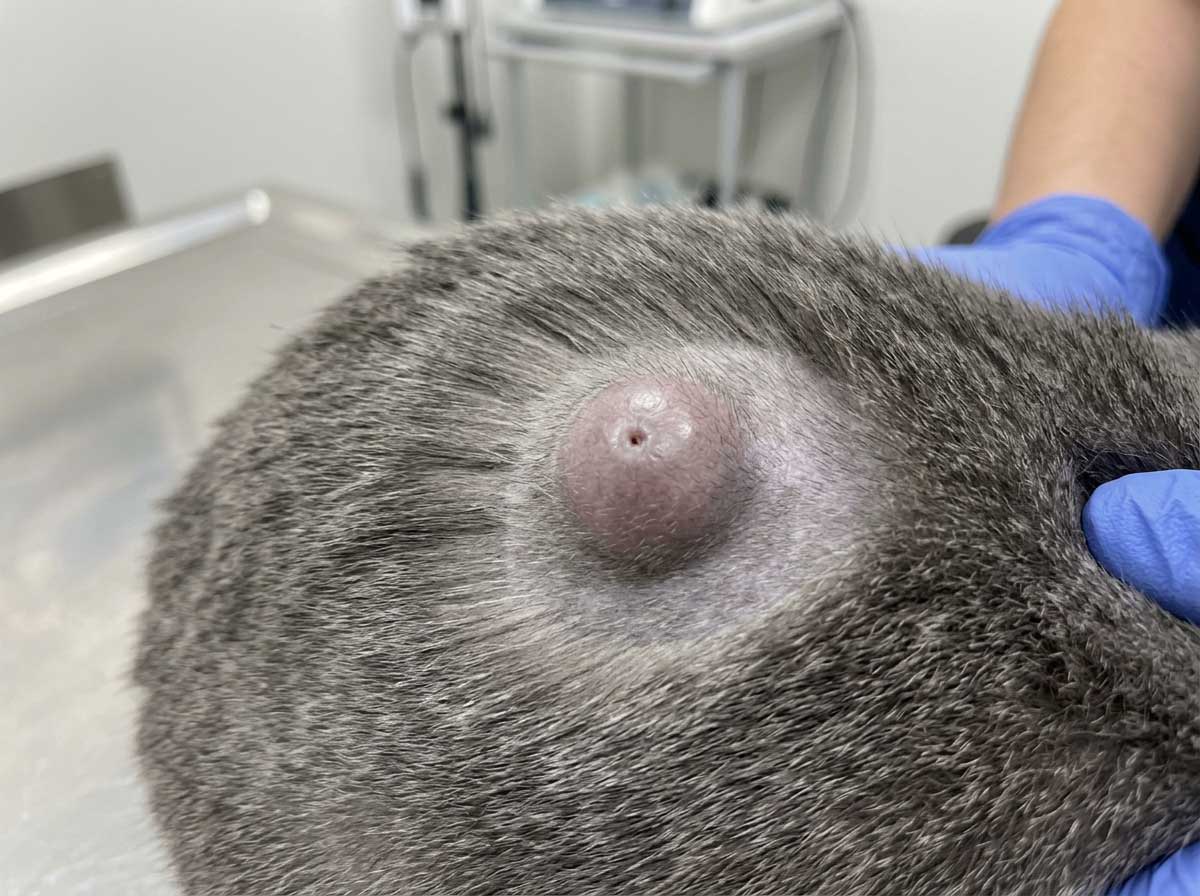 Cat sebaceous cyst — round, smooth, raised lump with thick contents