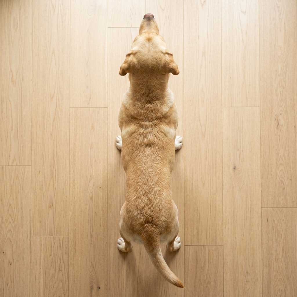 Good example: top-down view of dog showing waist definition from above