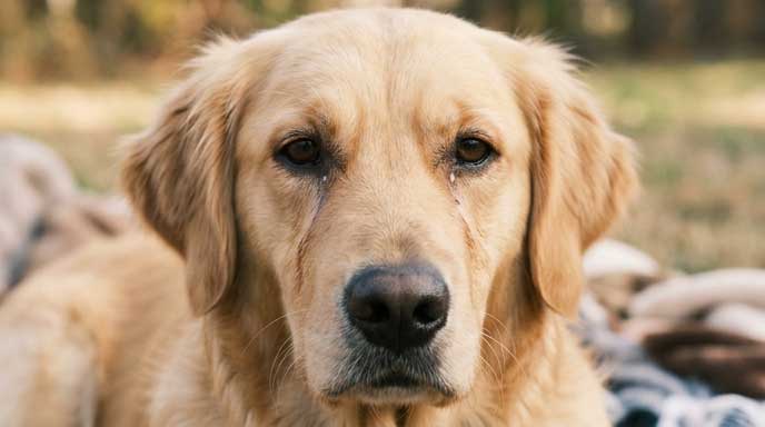 Dog with clear watery eye discharge from allergies or foreign body