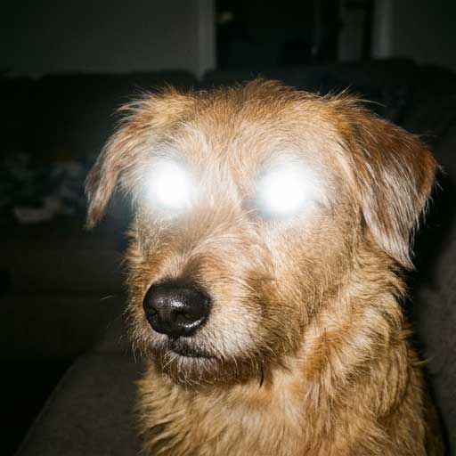 Bad example: camera flash glare obscuring the eye discharge