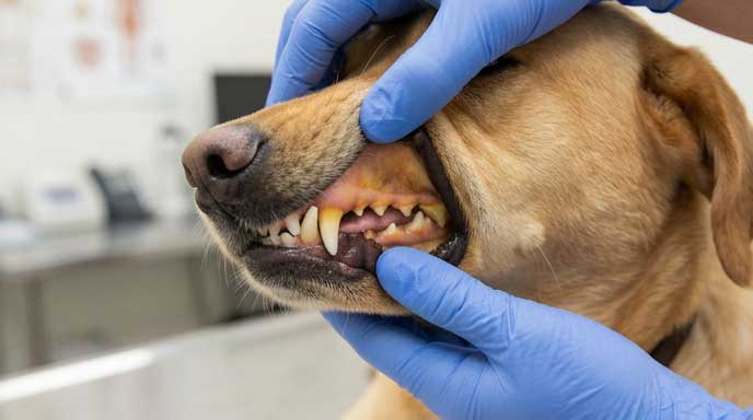 Yellow jaundiced dog gums indicating liver disease or red blood cell destruction