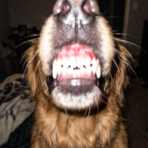 Bad example: photo taken with flash causing glare that distorts gum color