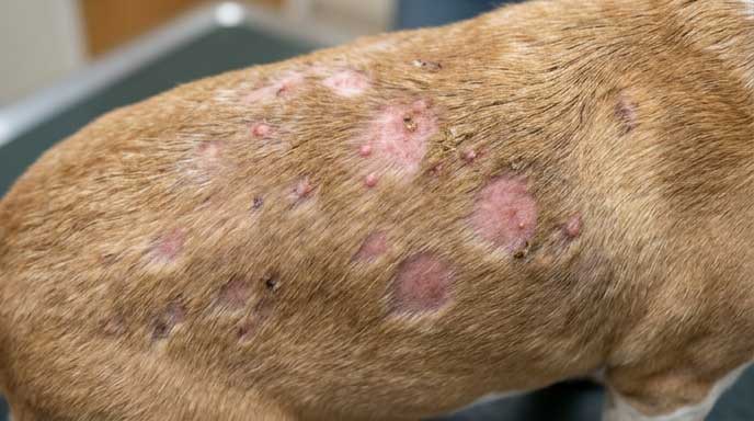 Dog with hair loss patches and scabs indicating bacterial folliculitis