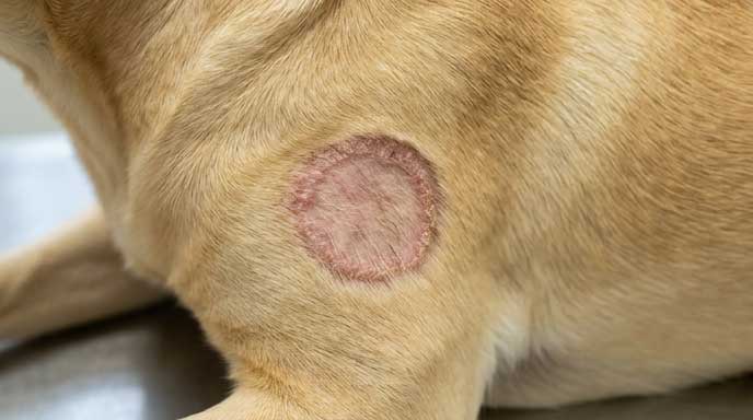 Dog with circular bald patch — non-itchy hair loss pattern