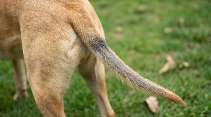 Older dog with thin tail showing rat-tail or stud tail pattern