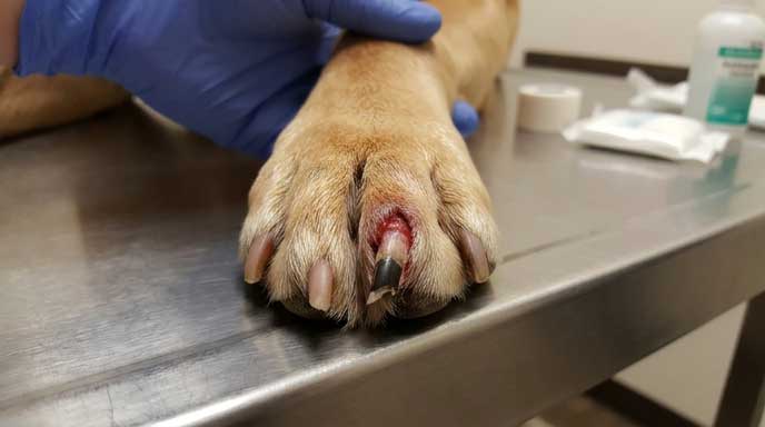 Dog nail broken at the base near the paw showing severe injury