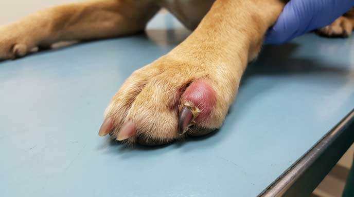 Dog paw with infected swollen toe around nail bed showing paronychia