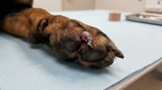 Dog paw with nail broken but still partially attached and hanging