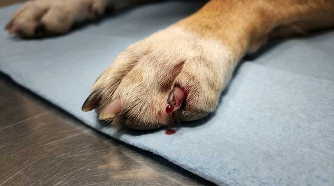 Owner applying styptic powder to dog broken nail to stop bleeding