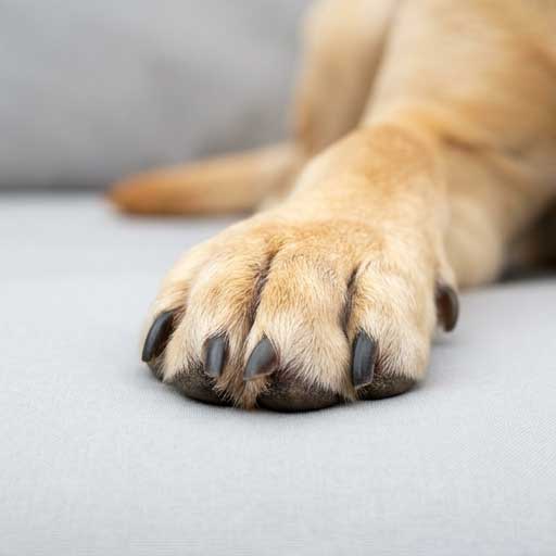 Good example: close-up photo of dog broken nail showing break location and tissue