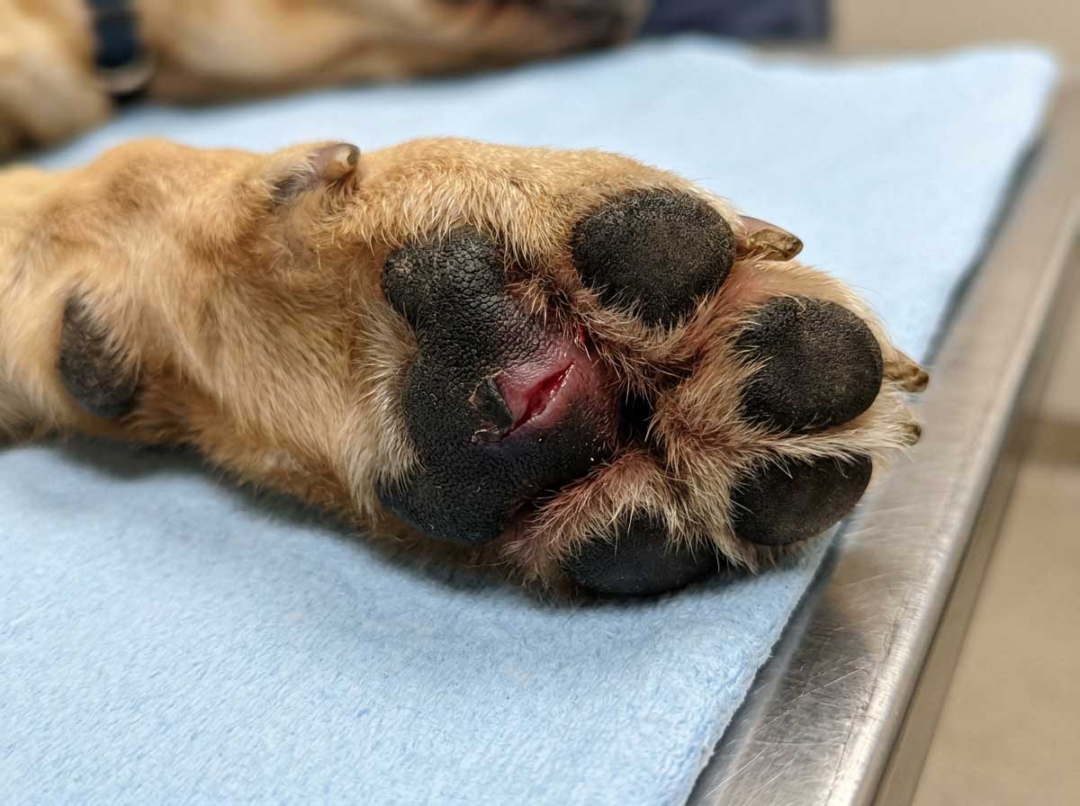 Dog paw pad with visible cut or laceration injury